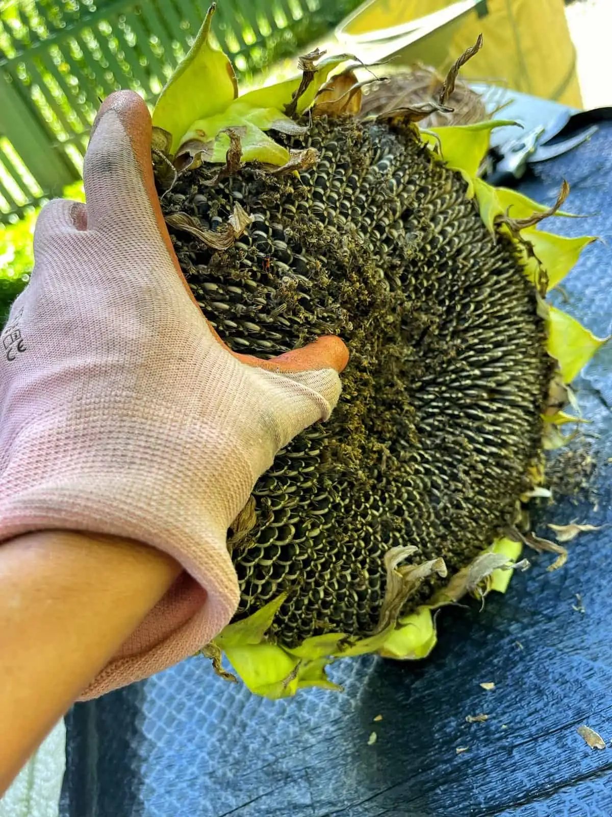 sunflower seeds drying tray