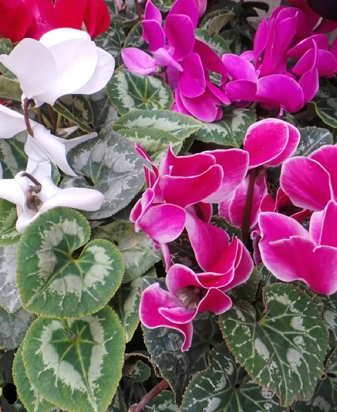 cyclamen reflexed petals close-up