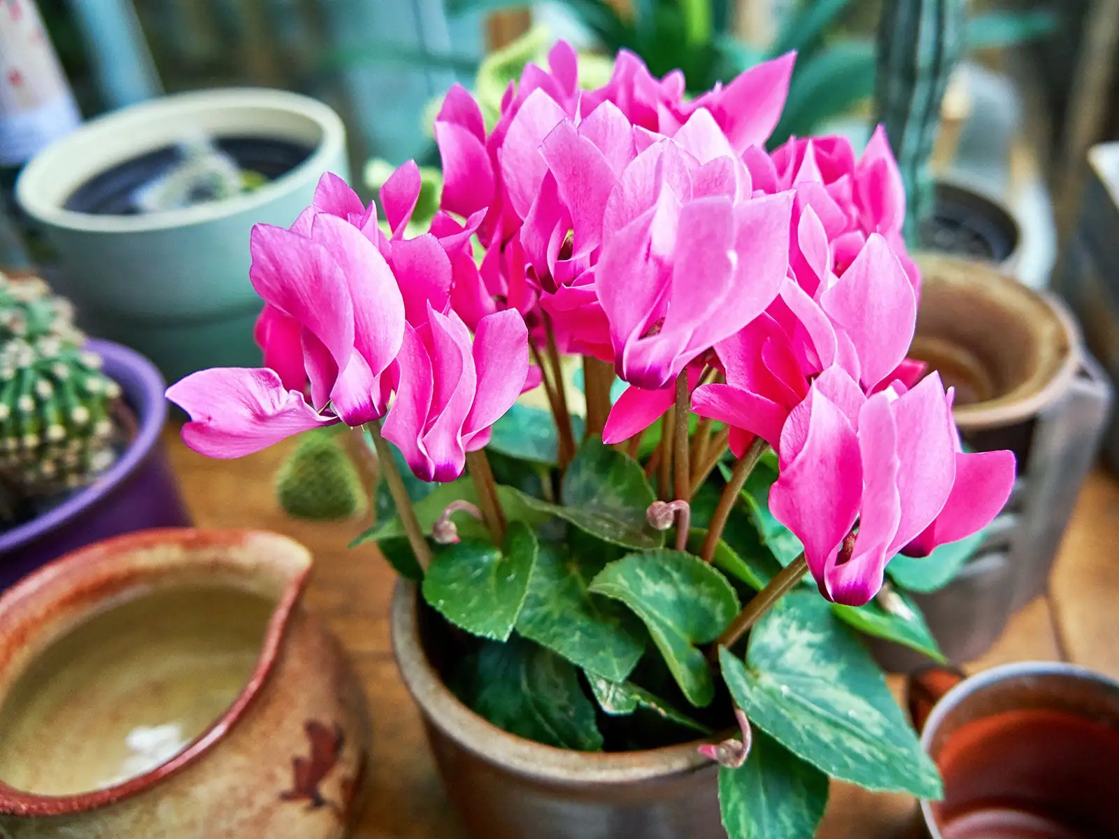 cyclamen remove spent flower hand