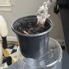 cyclamen tuber and roots inspection