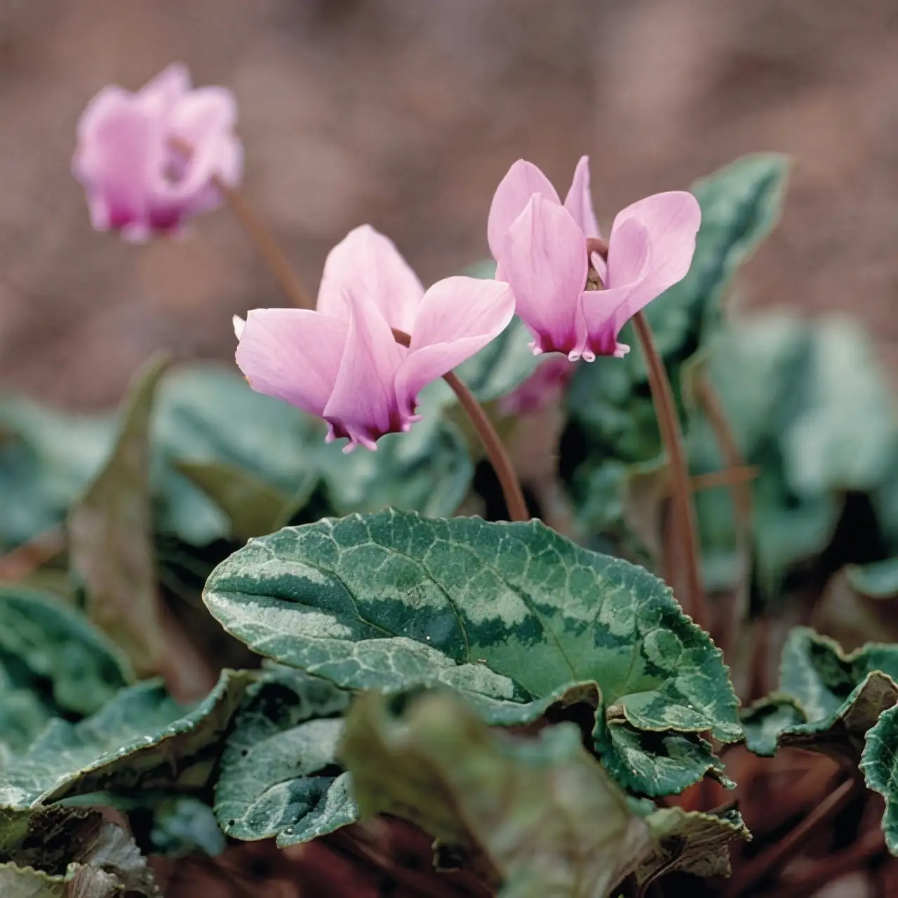 cyclamen gray mold on petals