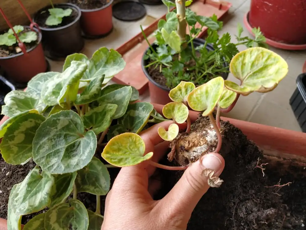 cyclamen rotten roots trimming hands