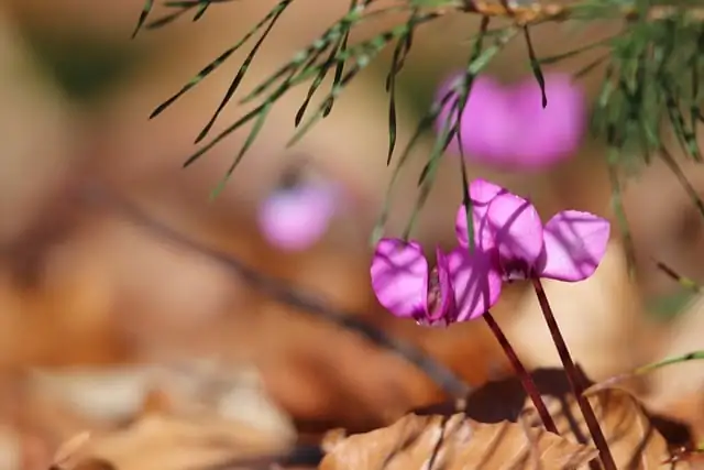 cyclamen Mediterranean rocky hillside winter