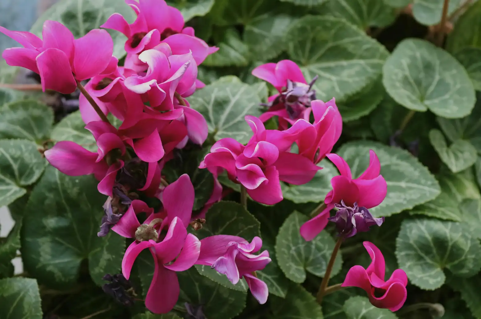 cyclamen flower reflexed petals close-up