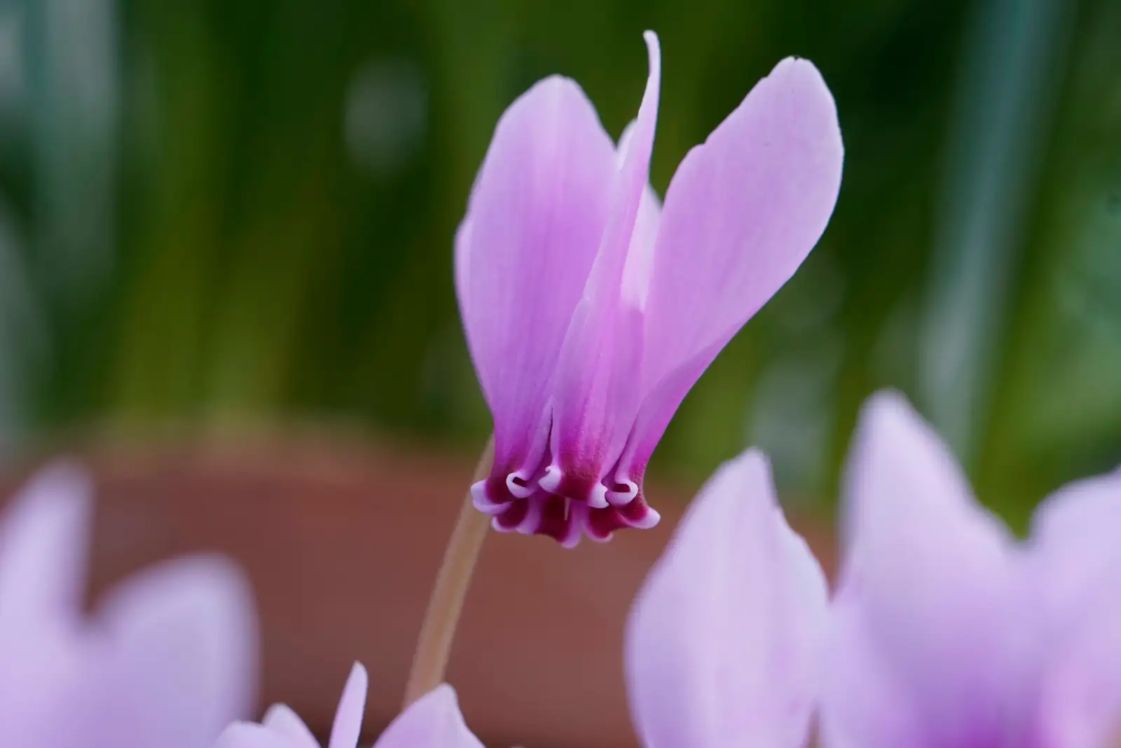 cyclamen bottom watering saucer hands