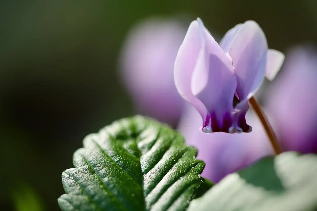 cyclamen flower reflexed petals underside