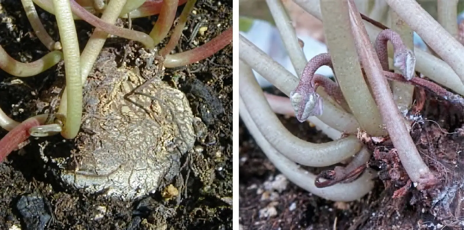 cyclamen tuber exposed in pot