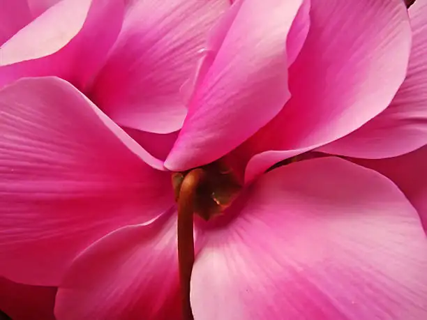 cyclamen reflexed petals macro