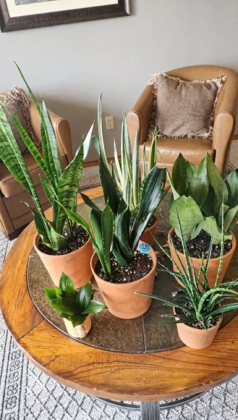 cyclamen with snake plant living room