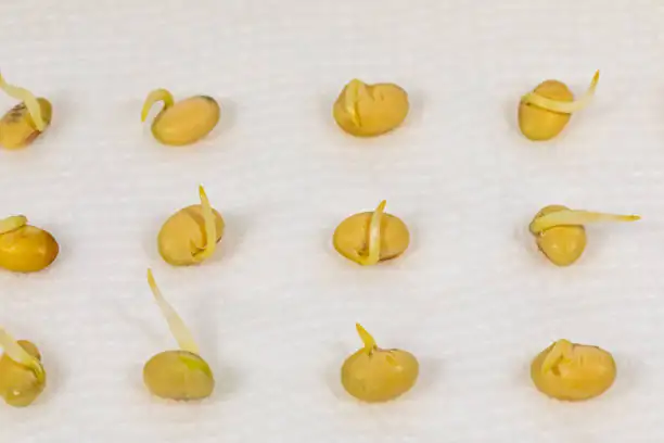 cyclamen seeds germinating paper towel