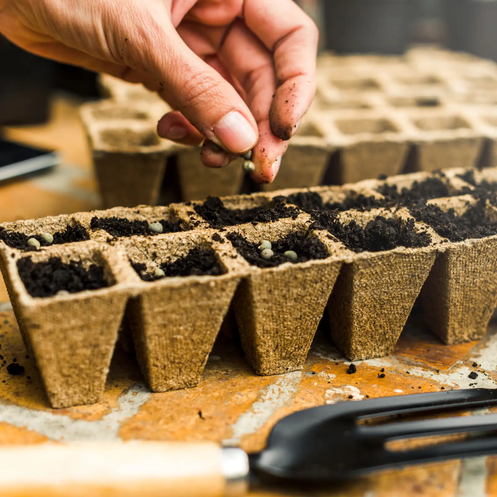 cyclamen sowing seed tray vermiculite