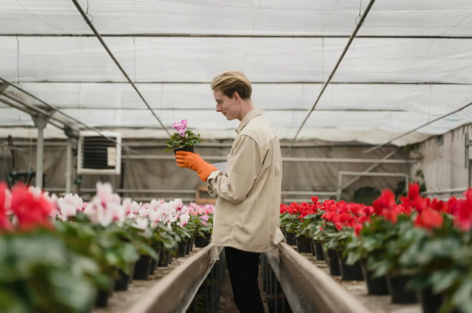 cyclamen tuber exposed repotting