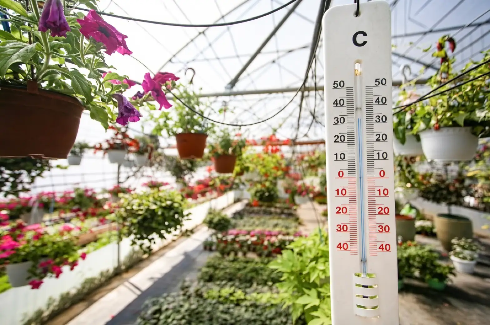 cyclamen hygrometer thermometer indoor