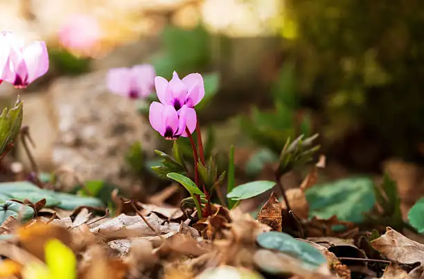 cyclamen reflexed petals silver leaves close-up