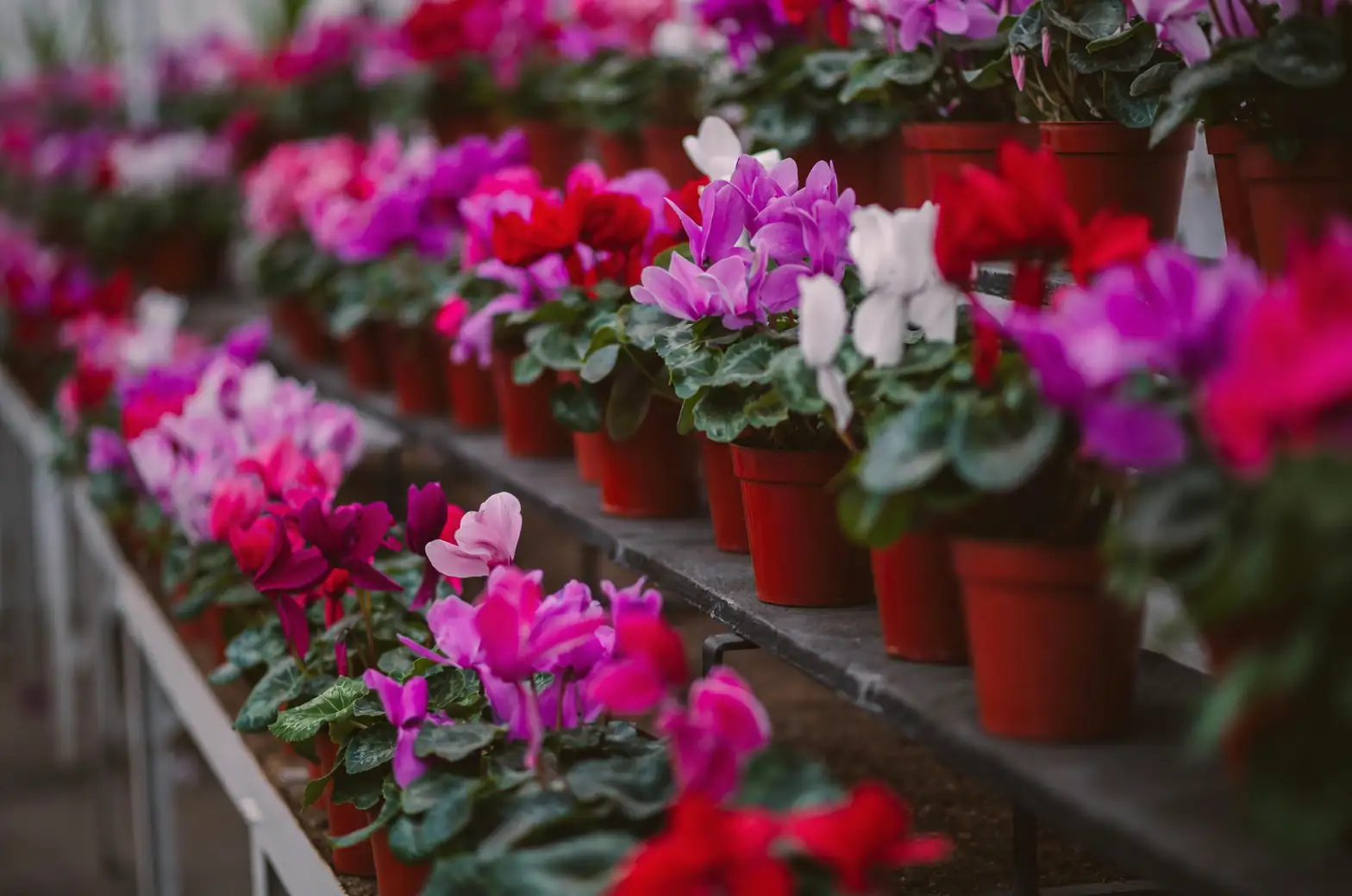 cyclamen windowsill layered display