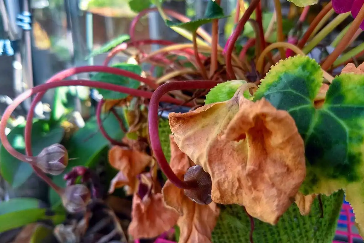 cyclamen yellowing leaves summer dormancy