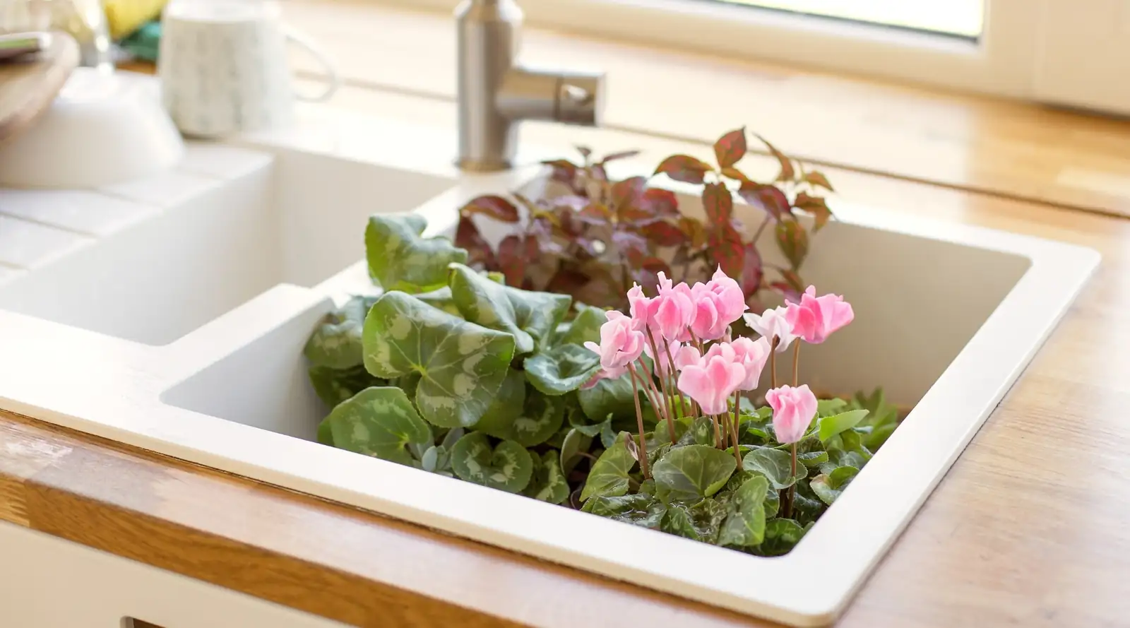 cyclamen bottom watering tray