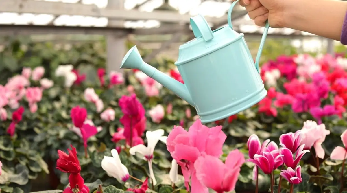 cyclamen soil moisture check hand