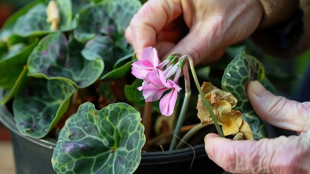 cyclamen tuber repotting crown exposed