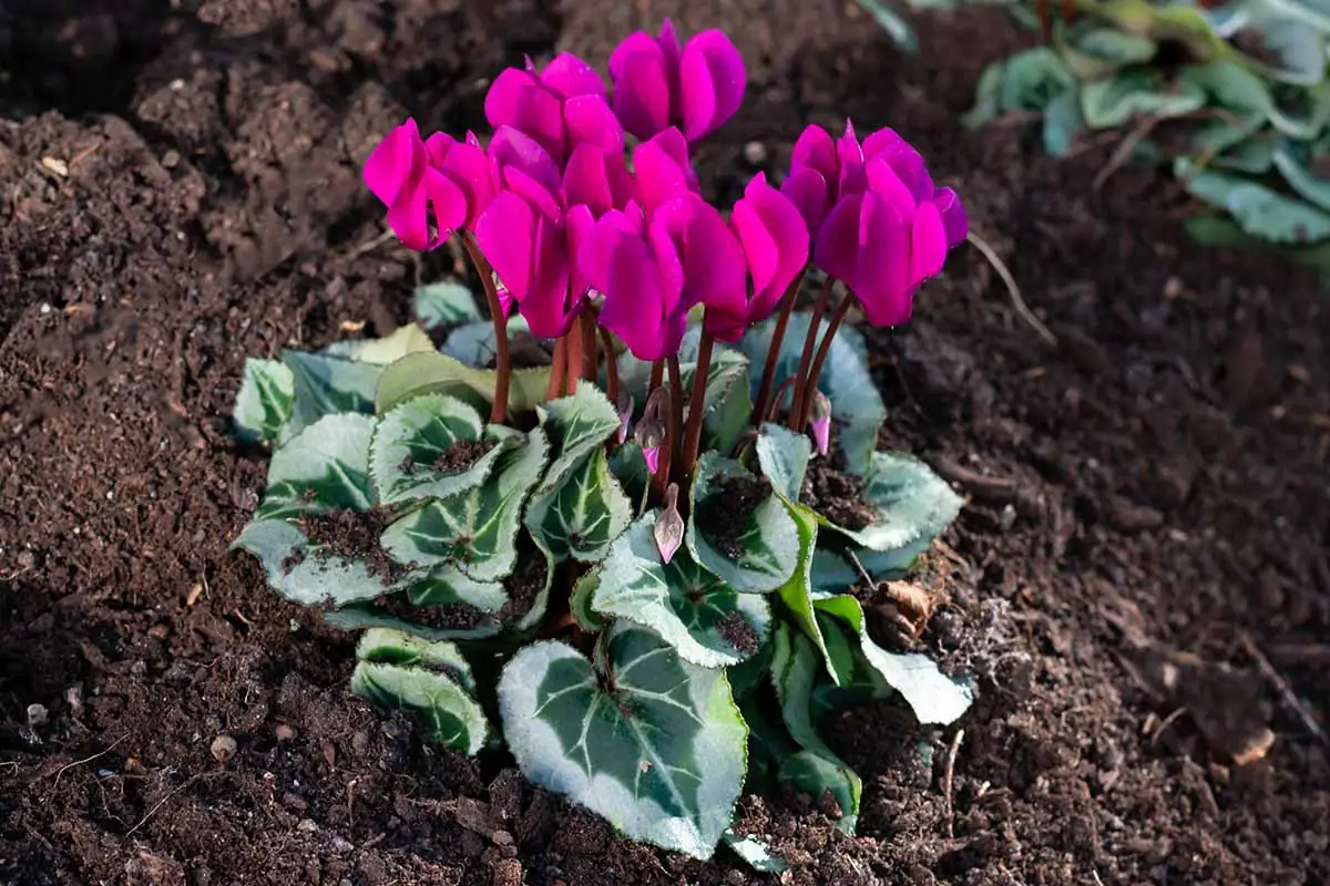 cyclamen leaves silver marbling close-up