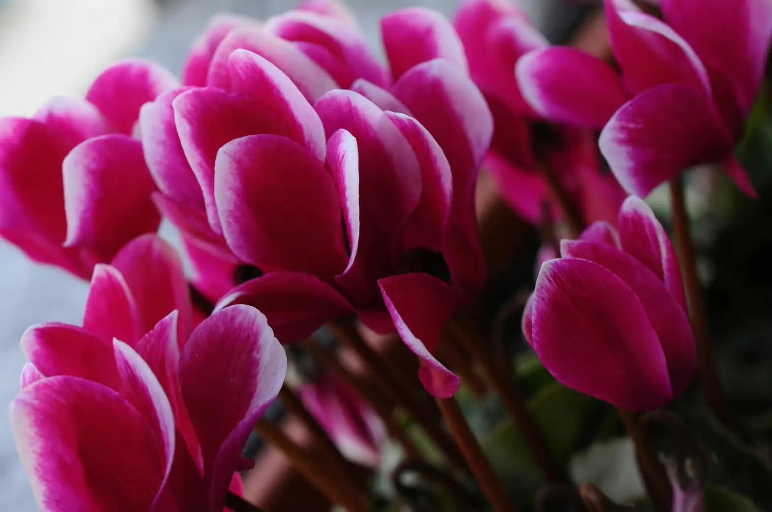 cyclamen tuber cross section close up