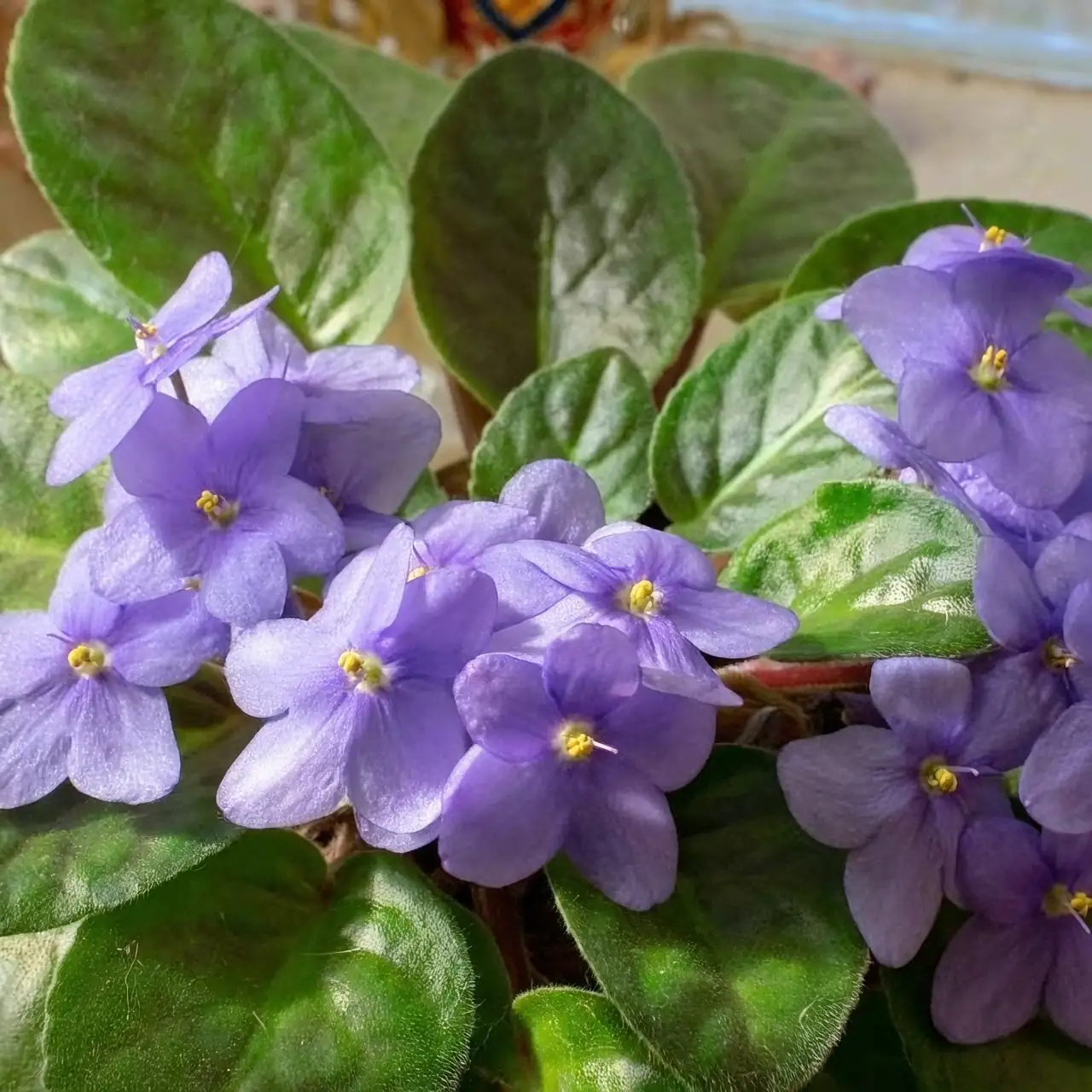 cyclamen vs african violet flowers