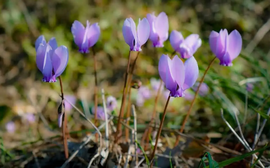 cyclamen tuber crown close up