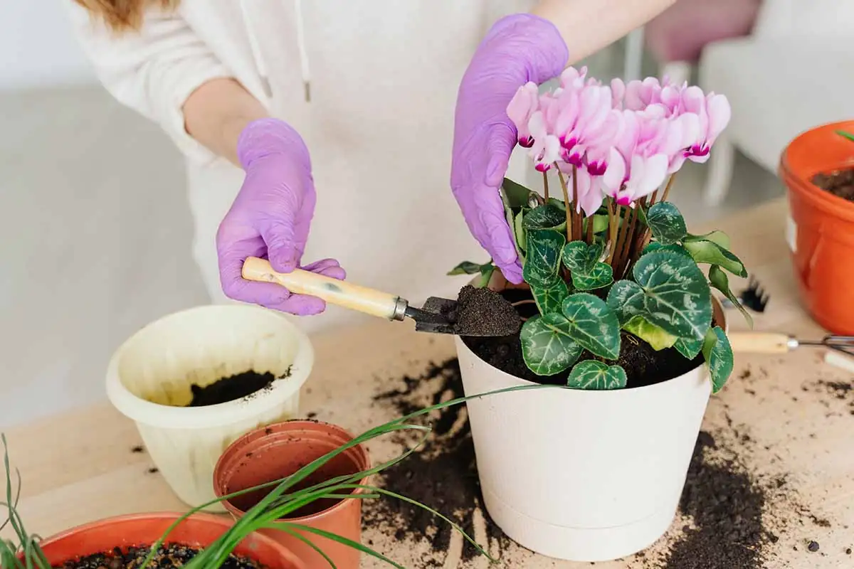 cyclamen repotting exposed tuber