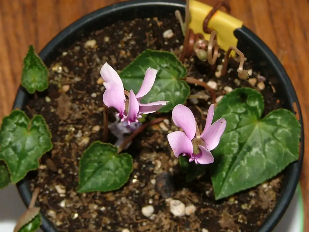 cyclamen mini midi standard pots