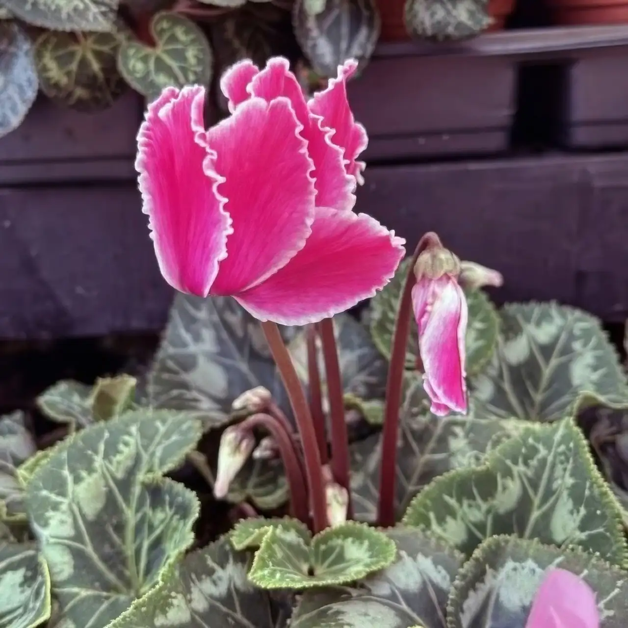 cyclamen ruffled fringed petals close-up