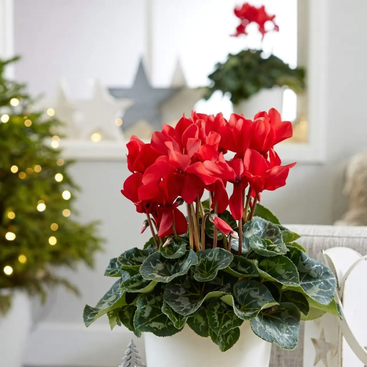 red cyclamen living room decor