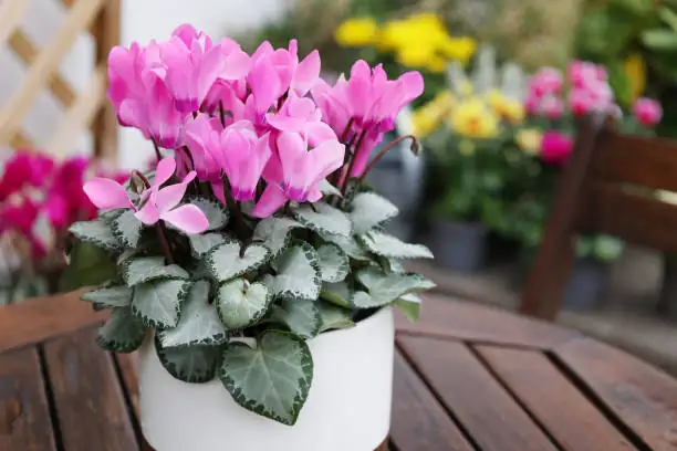 cyclamen bottom watering bowl