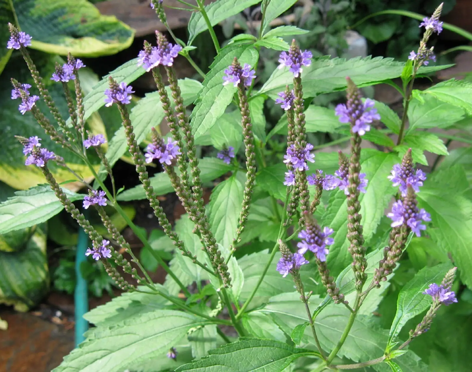 verbena officinalis whole plant