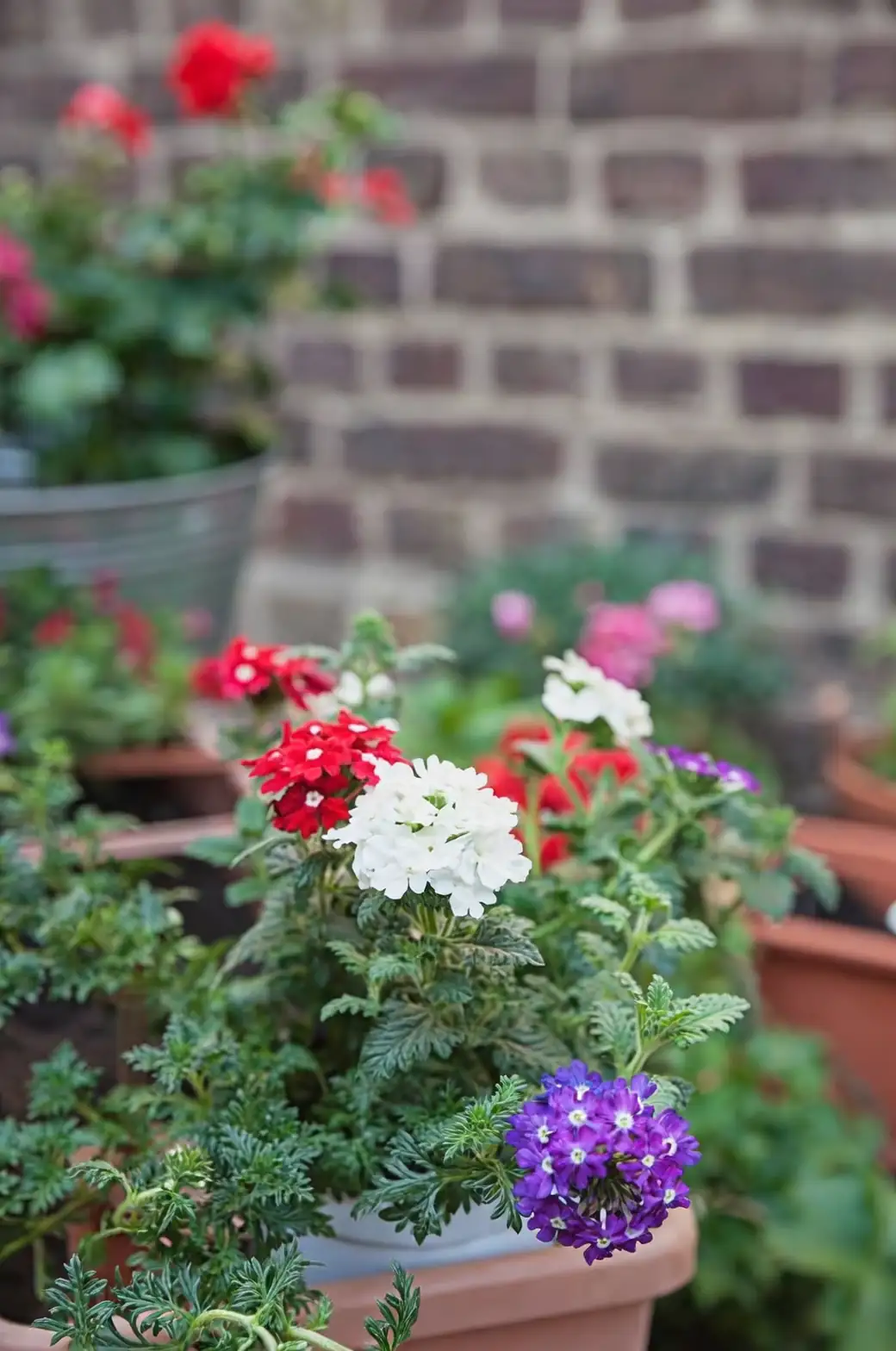 verbena balcony full sun pot