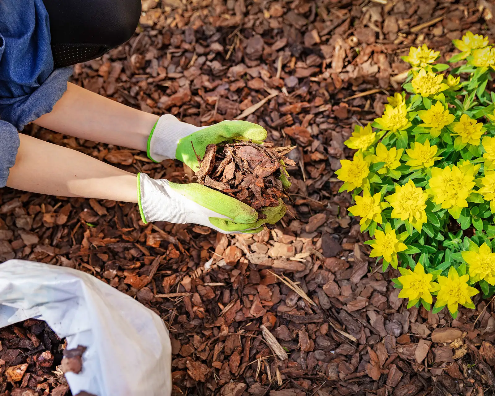 verbena winter mulch protection
