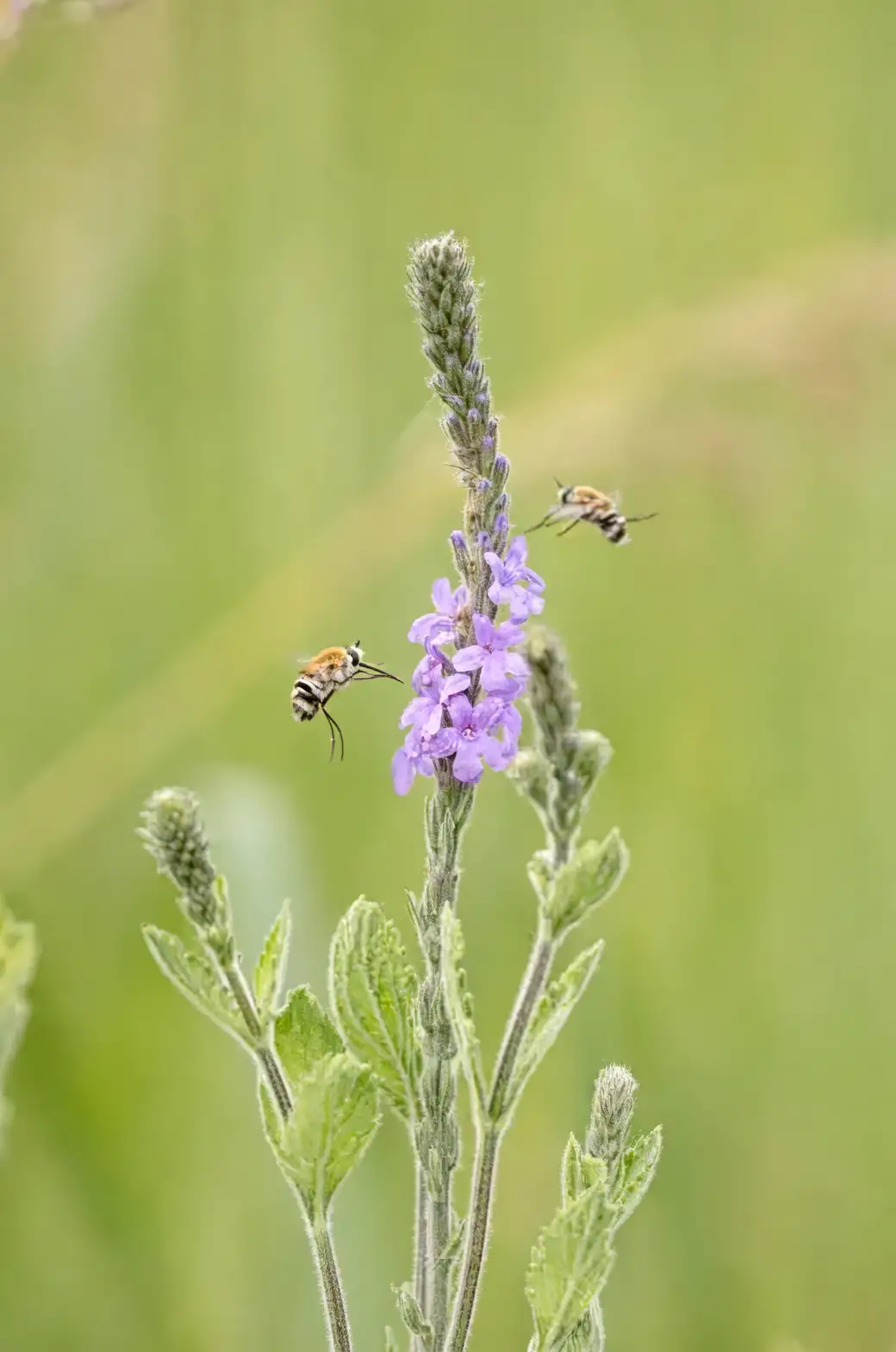 verbena officinalis flower spike close-up