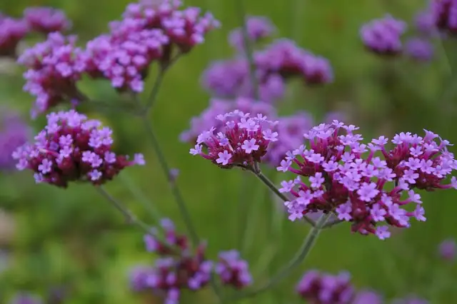 verbena officinalis with ornamental grasses
