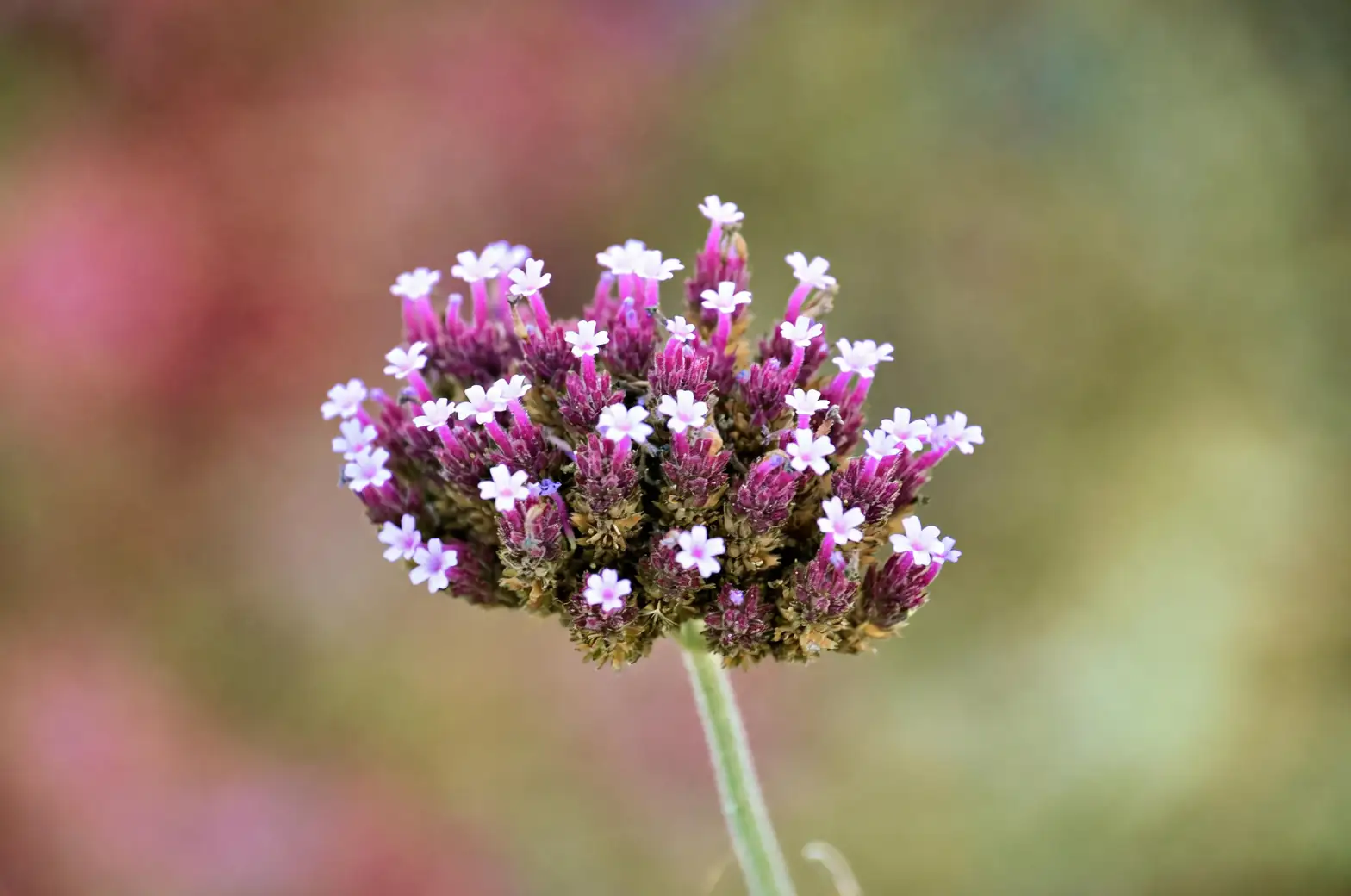 verbena officinalis flower spike macro
