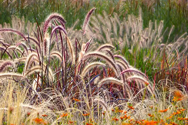 vervain with ornamental grasses
