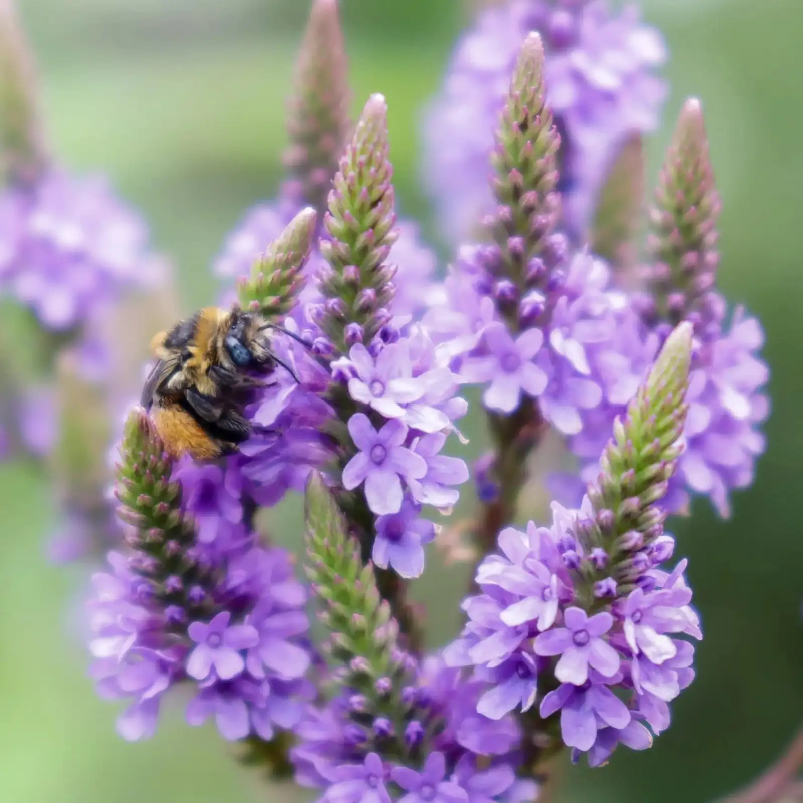 vervain deadheading with shears