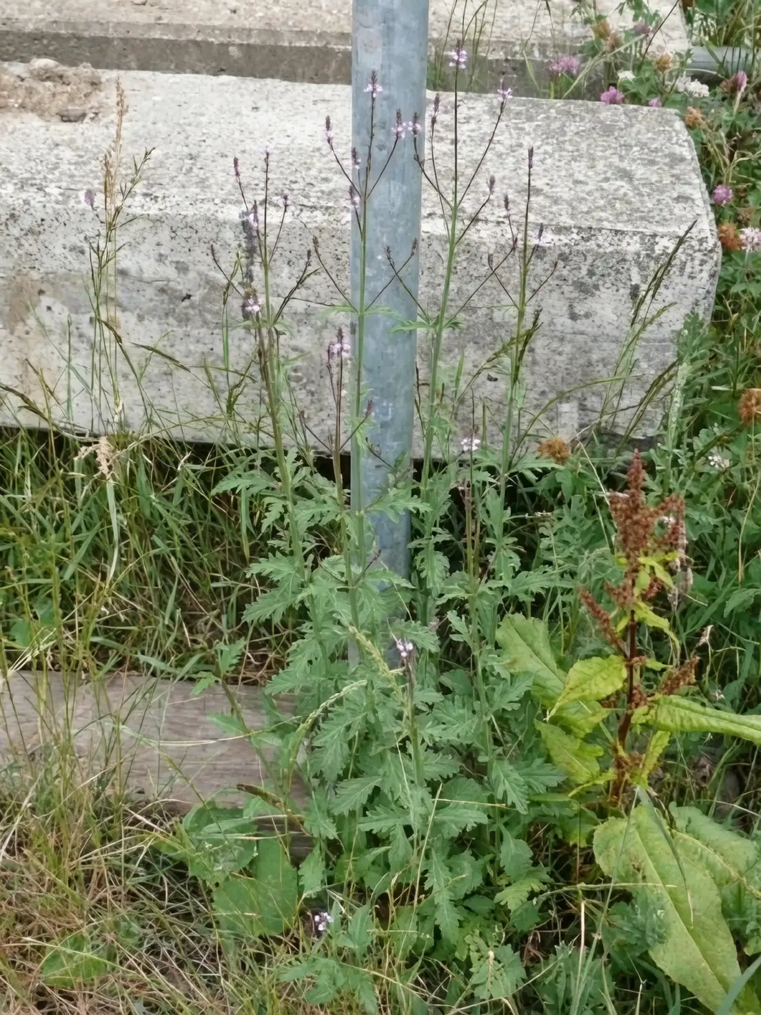 verbena officinalis roadside habitat