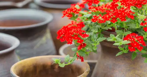 verbena officinalis pot balcony sun