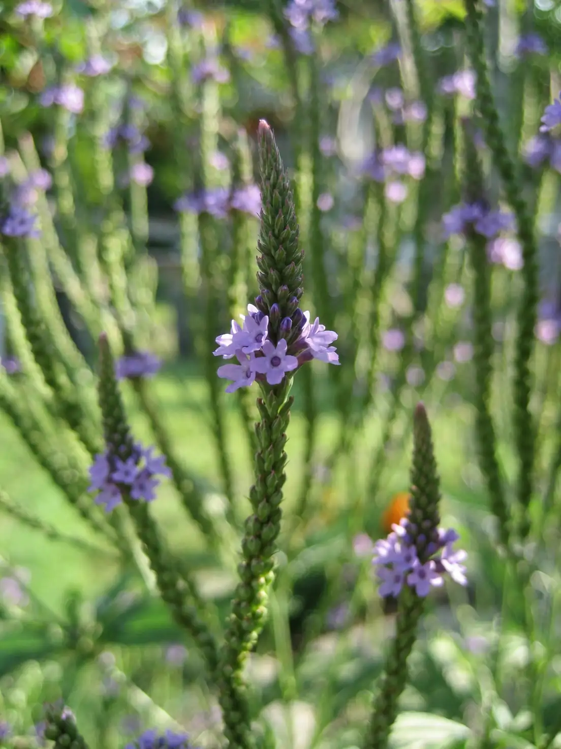 verbena officinalis herb bundle altar