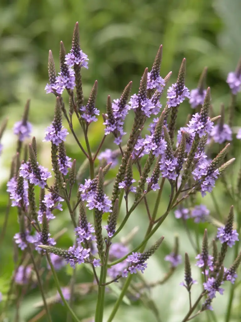 verbena officinalis flower spike close-up