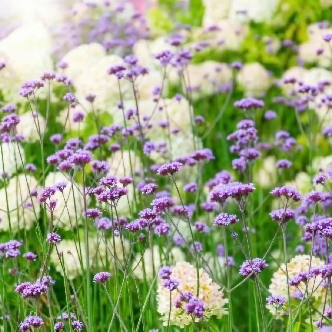 verbena officinalis with shasta daisies