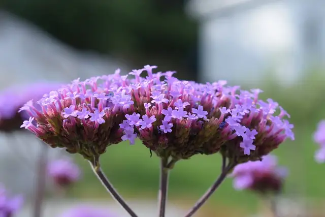 verbena officinalis raised bed gravel mulch