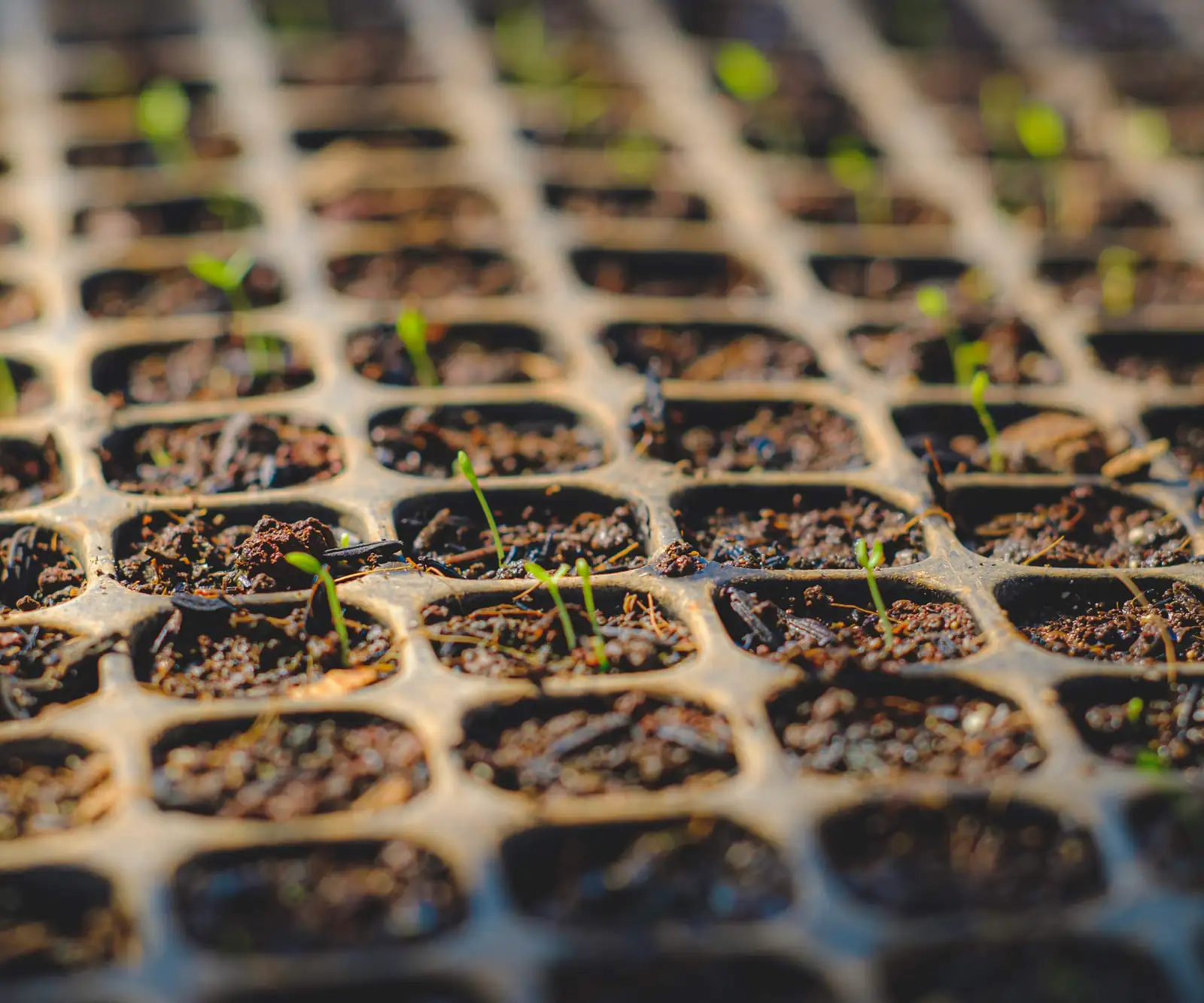 verbena officinalis seed sowing tray