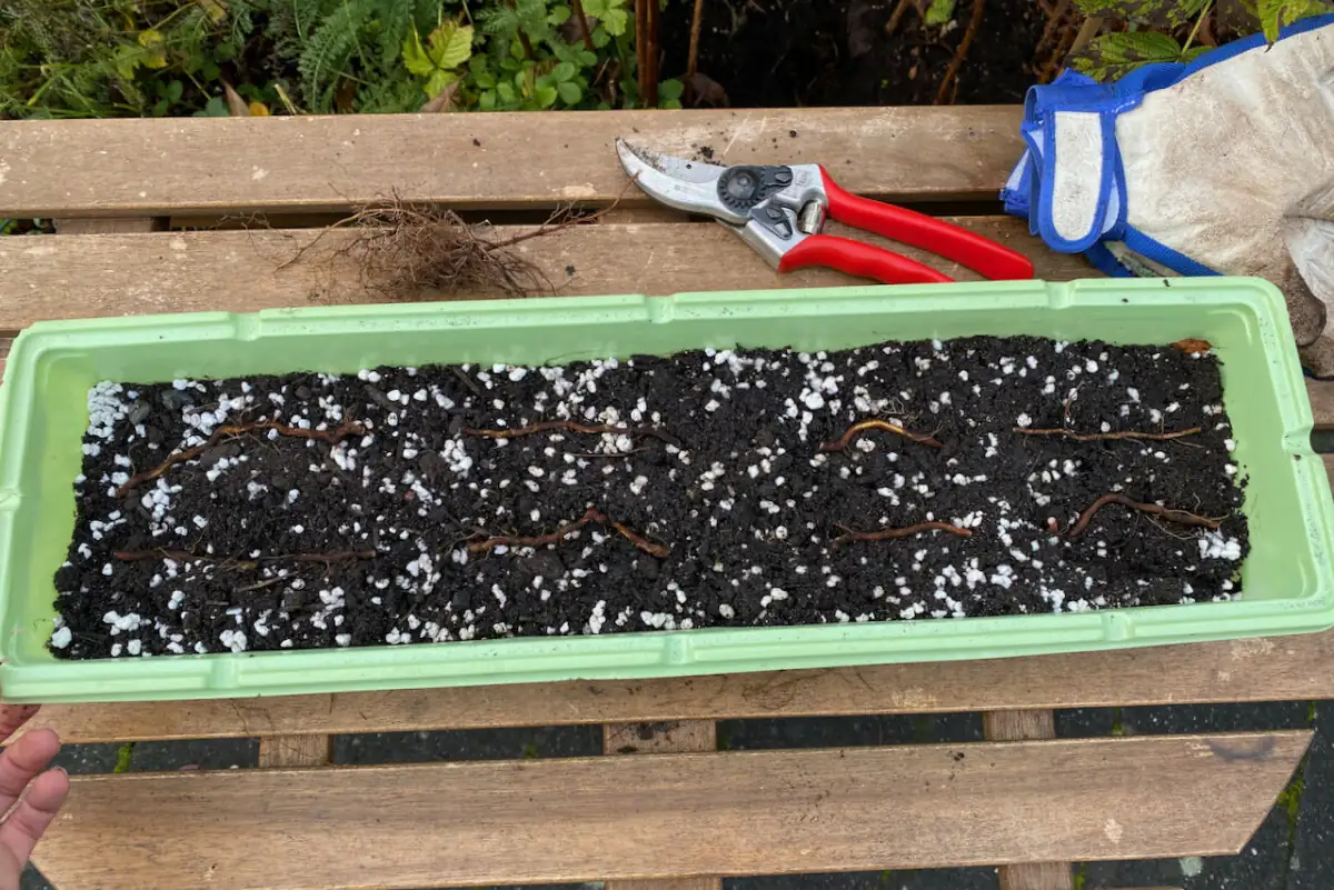 common vervain root cuttings tray