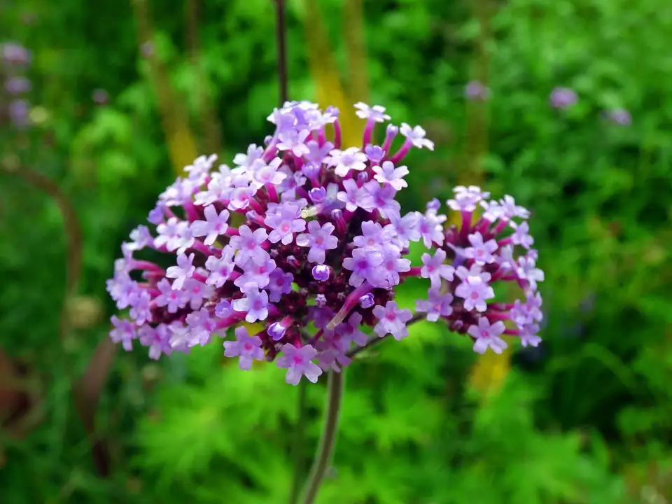 common vervain blooming garden border