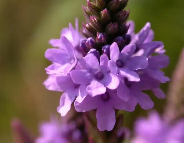 vervain leaf and flower close-up